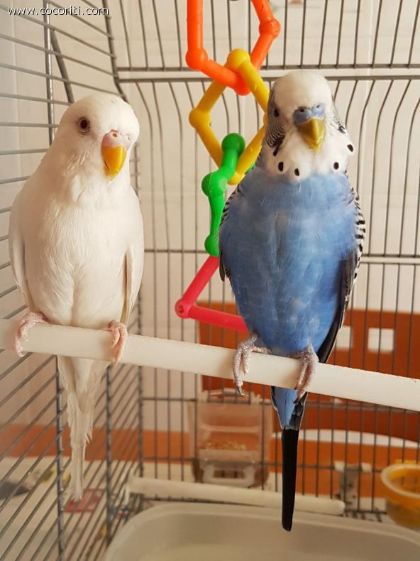 Ginger e Biancaneve