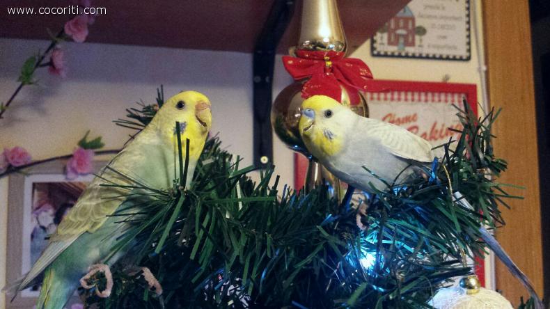 E voi, avete passato un felice Natale?