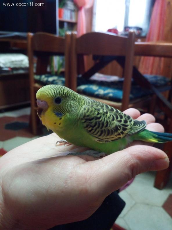 Che Dolce