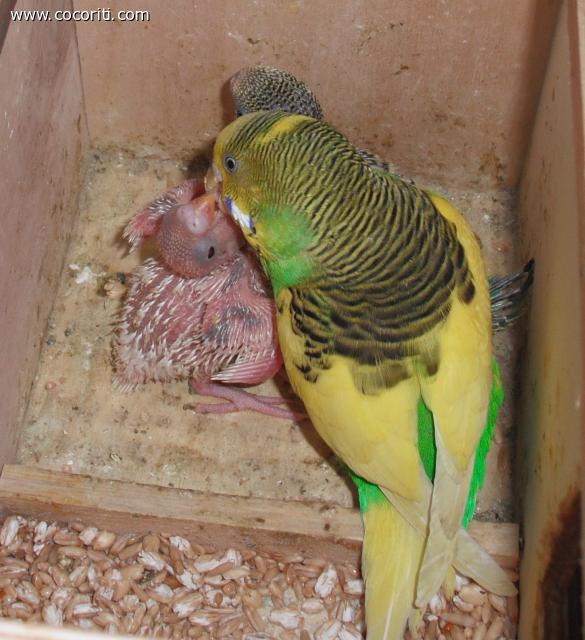 Cippy mamma cocorita - Cocorite e Pappagallini Ondulati