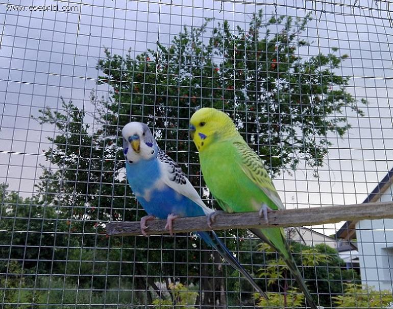 Pippo e Colibrì