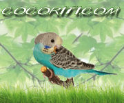 Banner 180x150 - Cocoriti.com