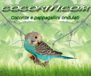 Banner 300x250 - Cocoriti.com