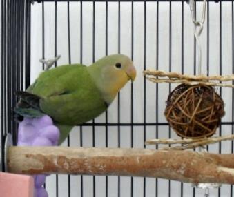Pepito