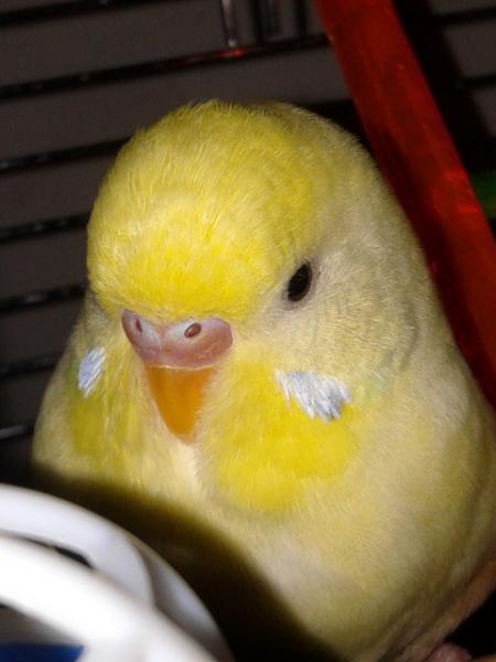 Rosito