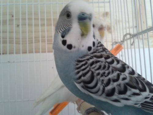 Pallino