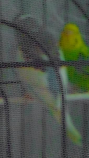 pippo