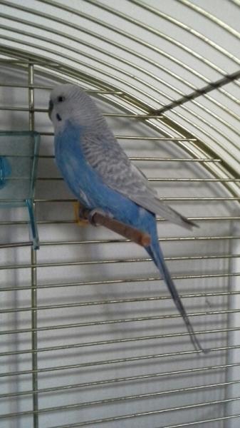 Paolino