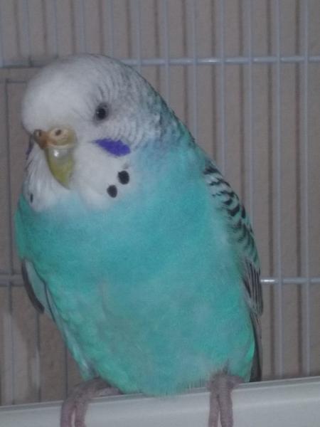 Ciel