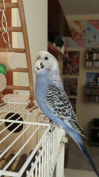 Prince