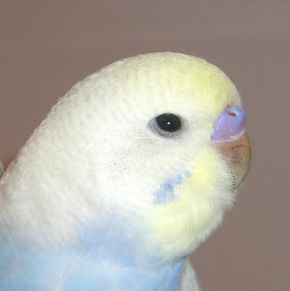 Cino