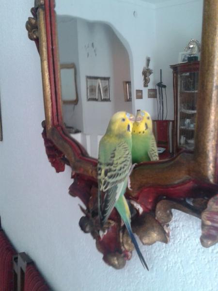 Cocco