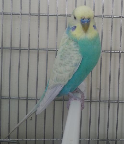 Carlo