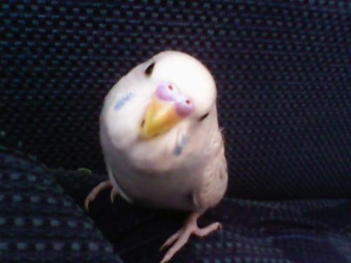 birbino
