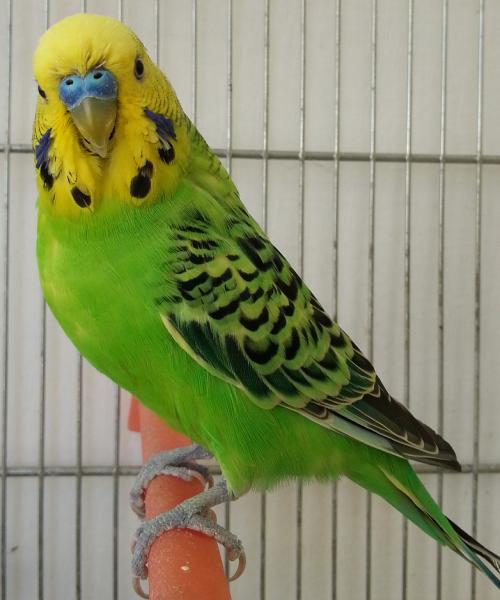 Fluo