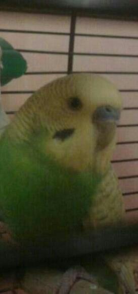RIO