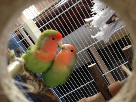 Scheggia&Peong
