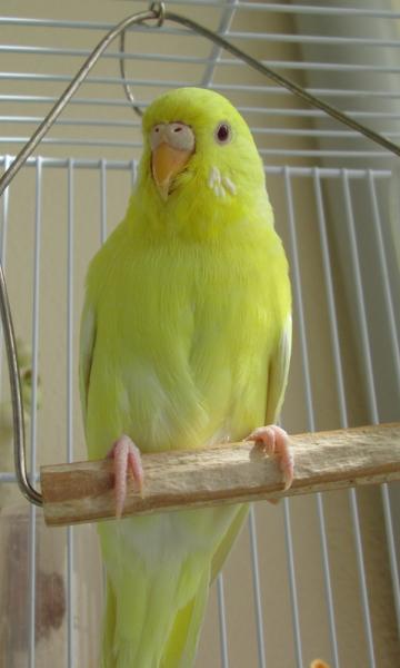Stellina