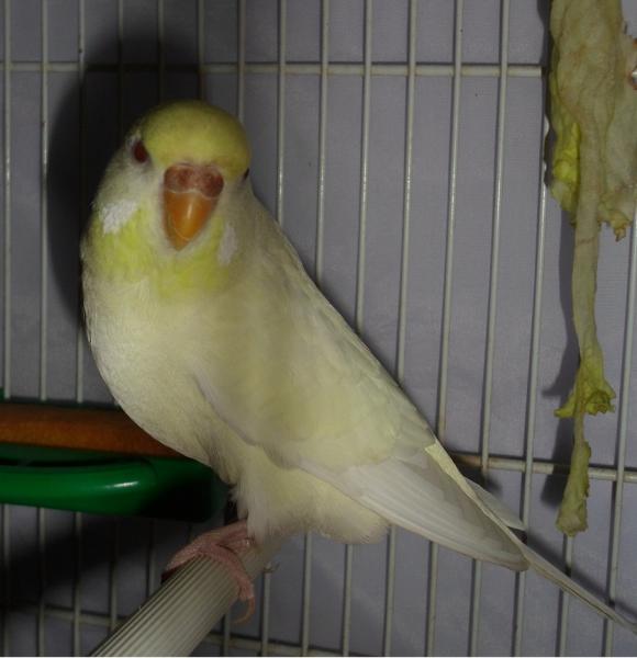 Kiki