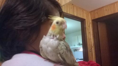 Perla
