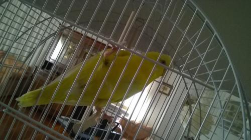 Chicca
