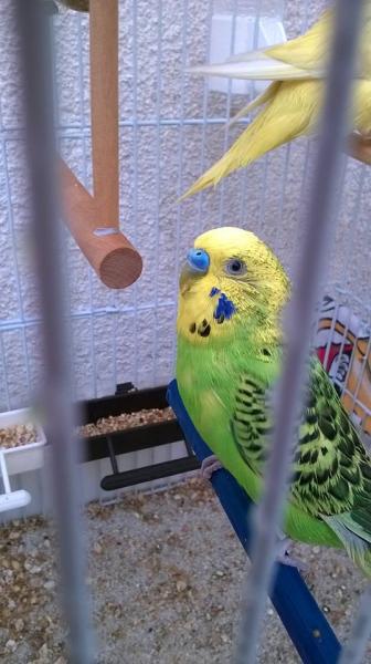 Chicco