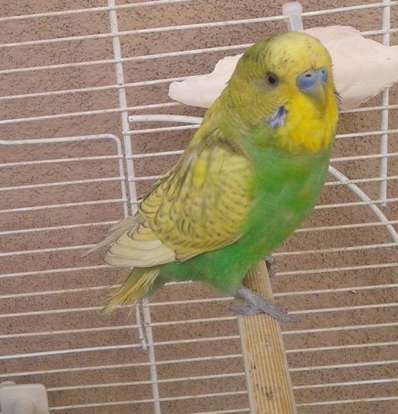 kiwi