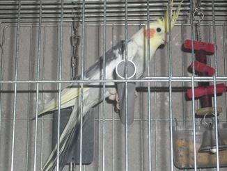 Lapo