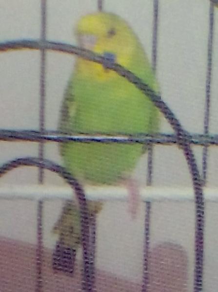 mattia