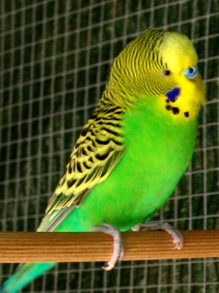 Milo