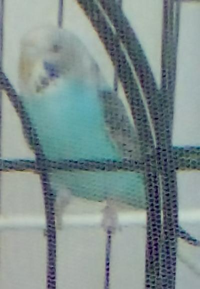 pio