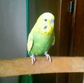 Kiwi