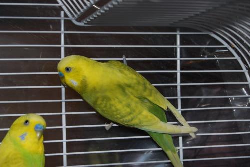 Kiwi