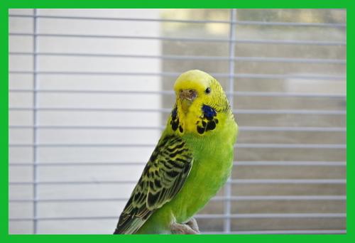 Pistacchio