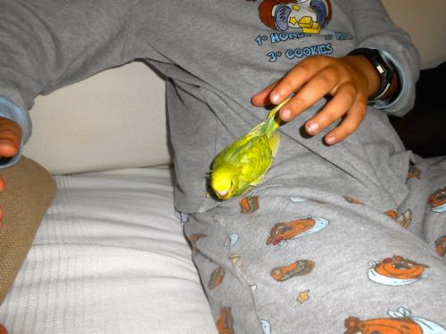 Limone jr