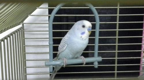 cielo