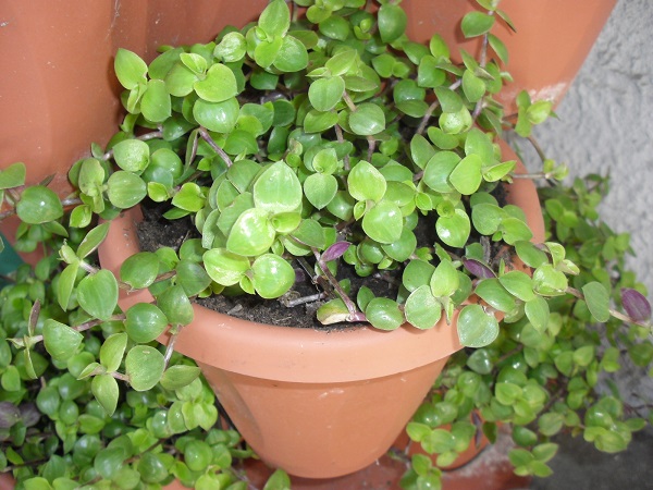 erbetta per cocorite