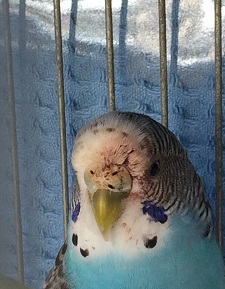 AIUTO, la mia coco...