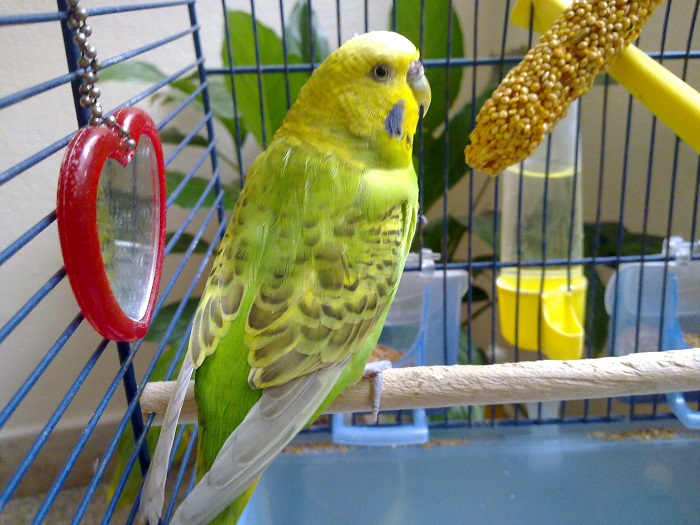 Vi presento i miei Coco