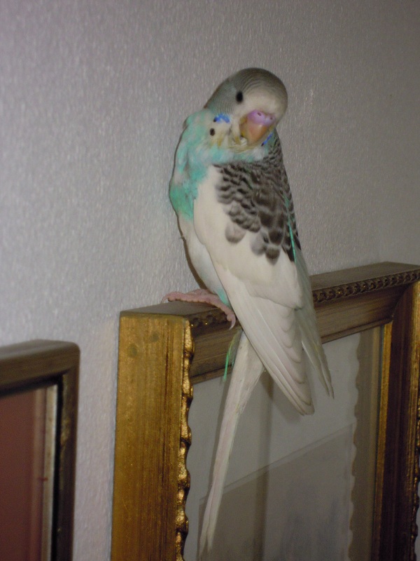 Chobin cresce :-)