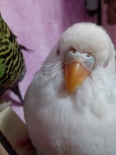 Sesso coco