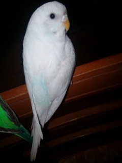 Ala coco