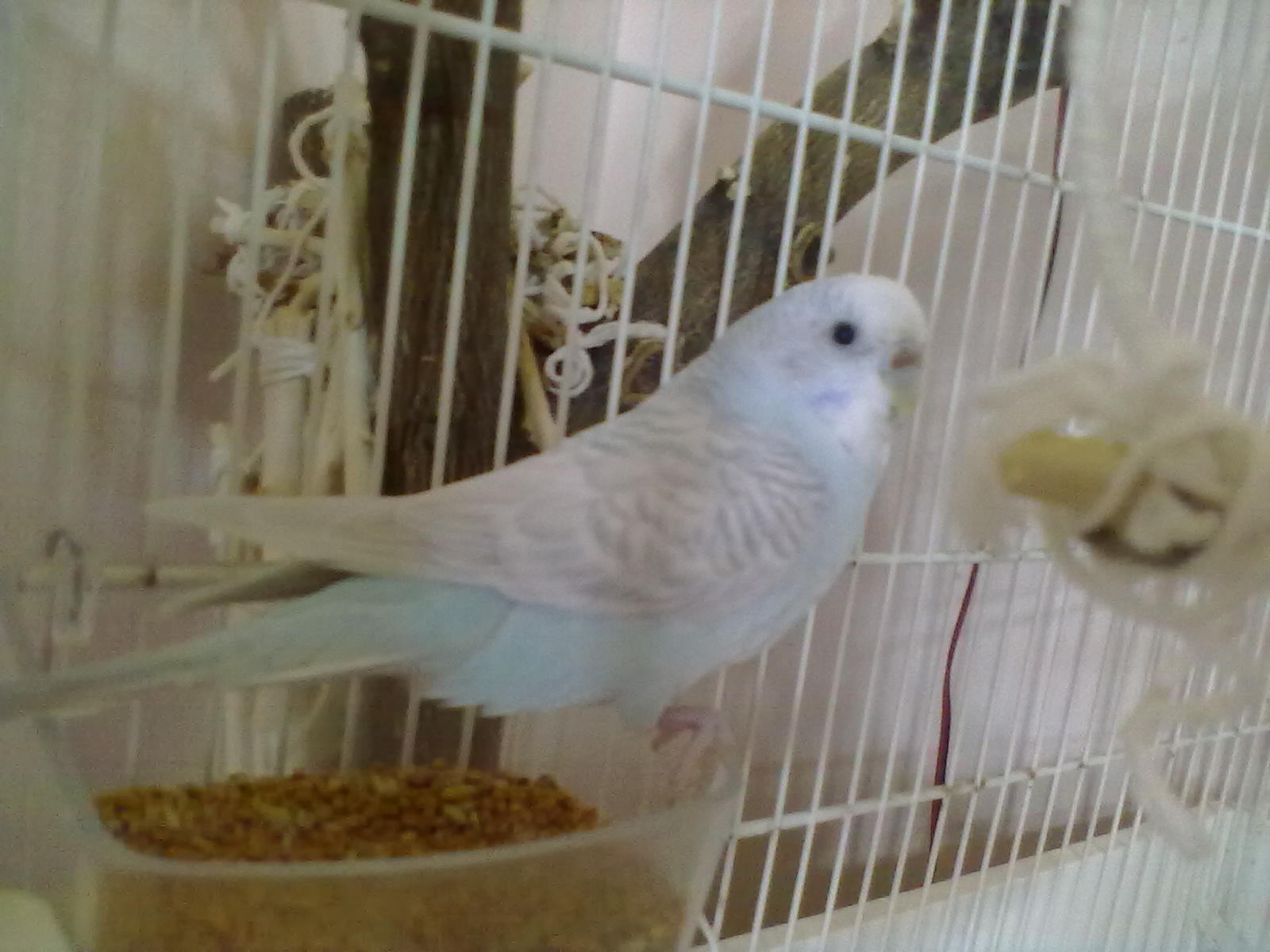 vi presento sissi