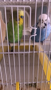 Coco in cova