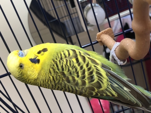 ETà DEL MIO COCO