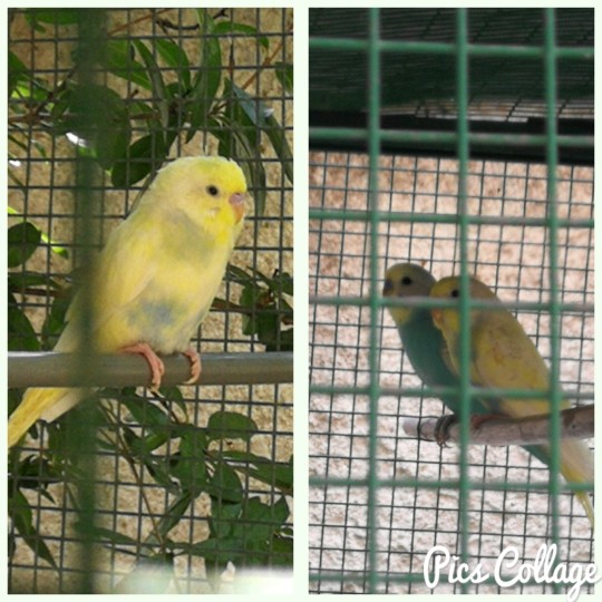 Eta e bubbio mutazione