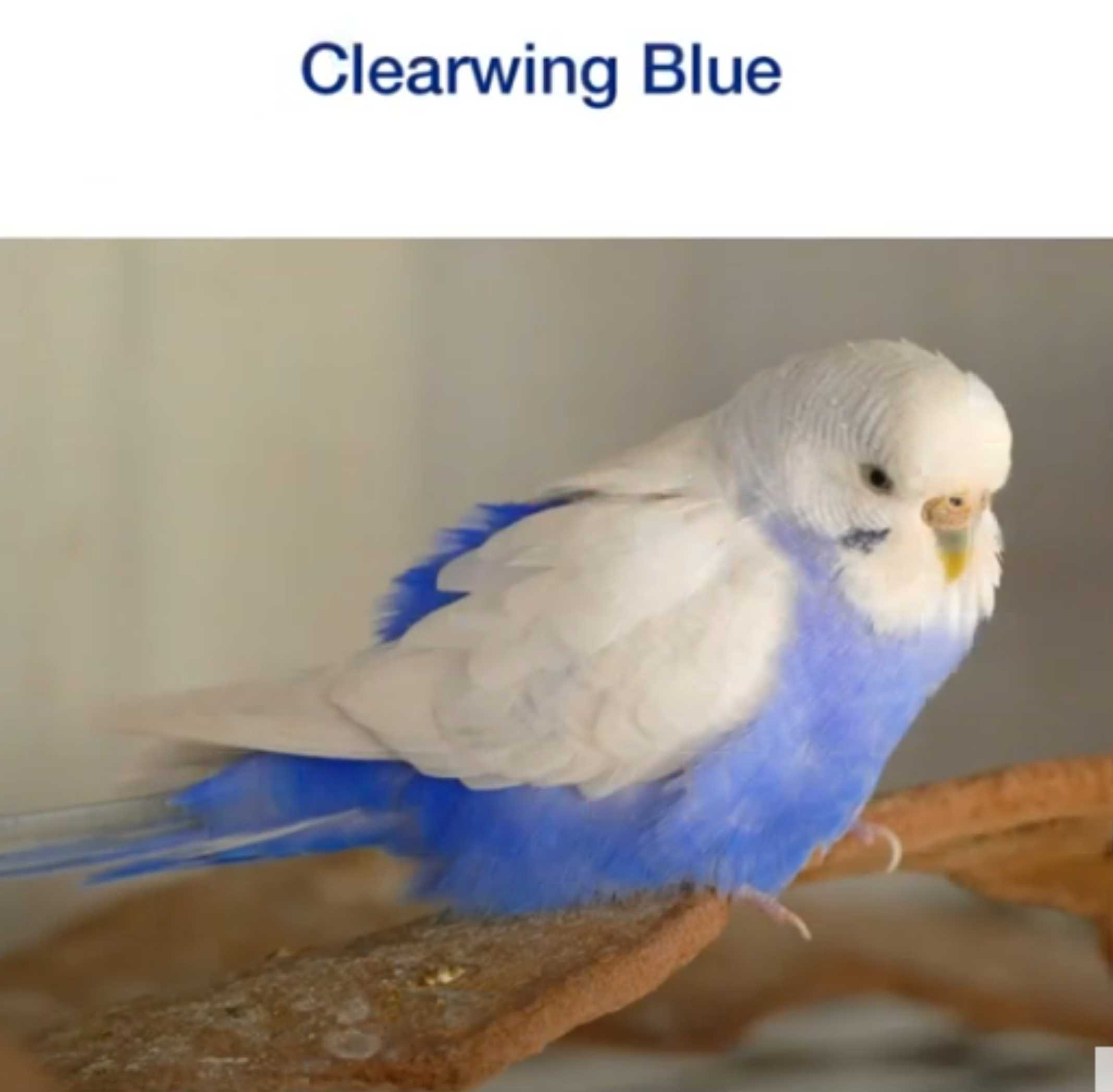 Mutazione Clearwing blu
ala vuota