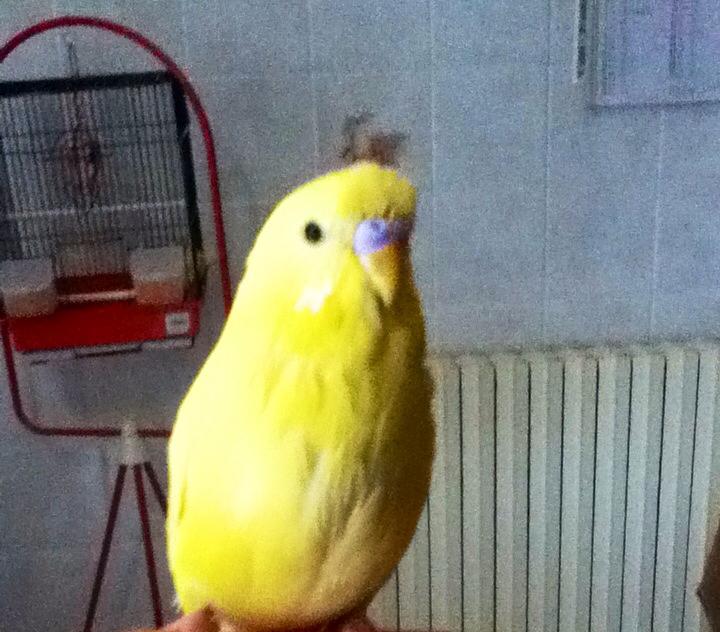 Che gioia!