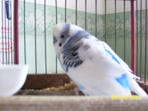 coco mangia per ore