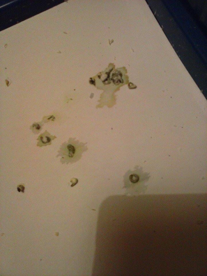 Poliuria?